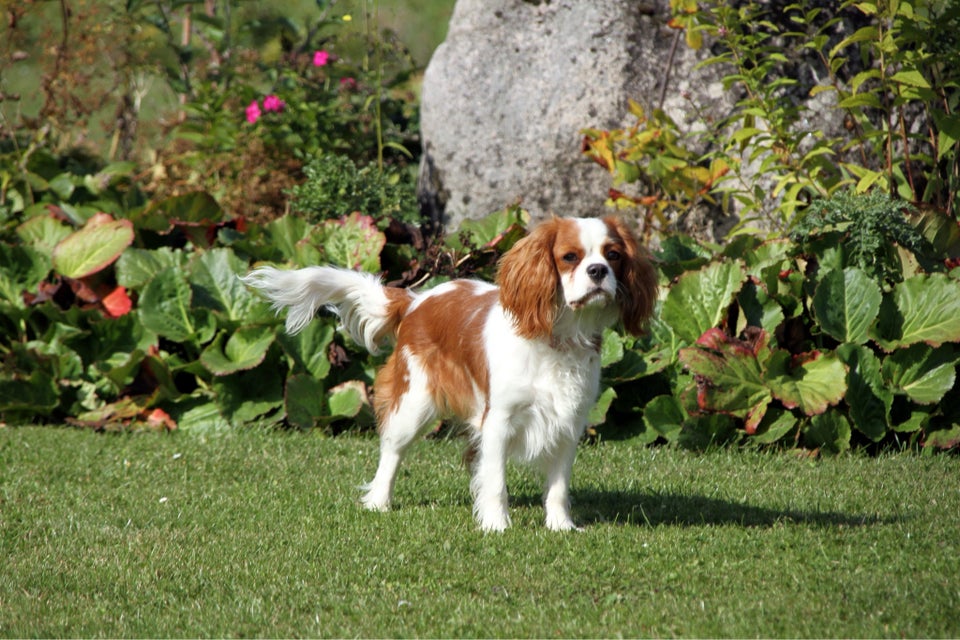 Cavalier King Charles , hund, 11