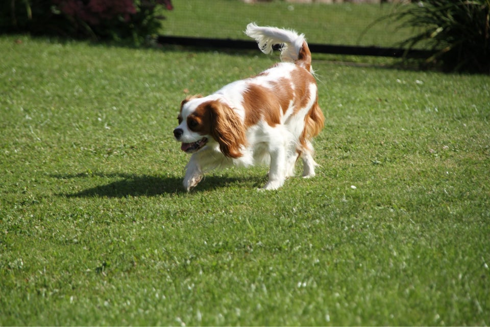 Cavalier King Charles , hund, 11