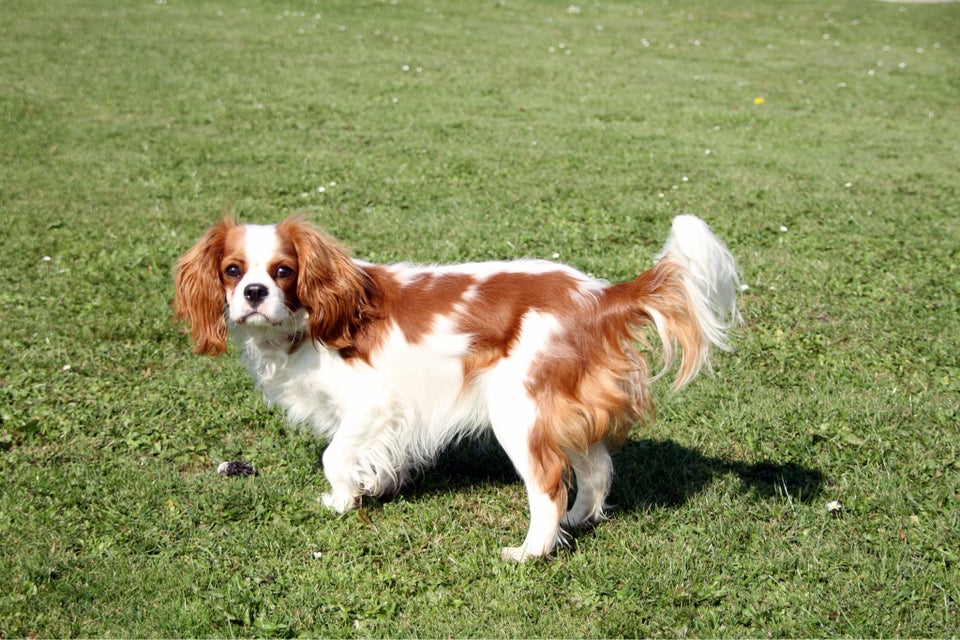 Cavalier King Charles , hund, 11