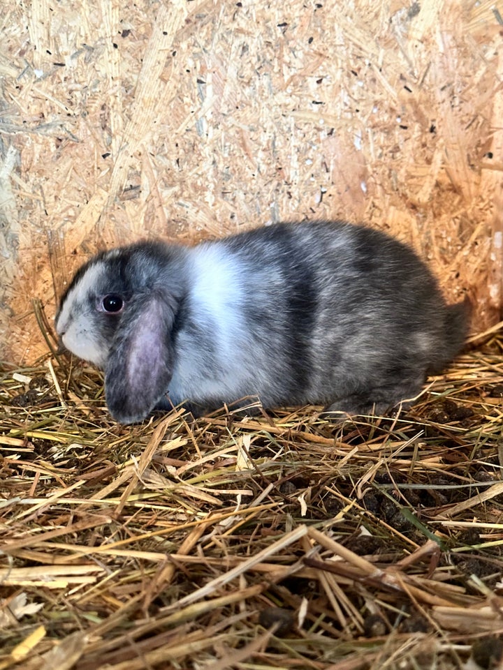 Kanin, S/h dværgvædder, 0 år