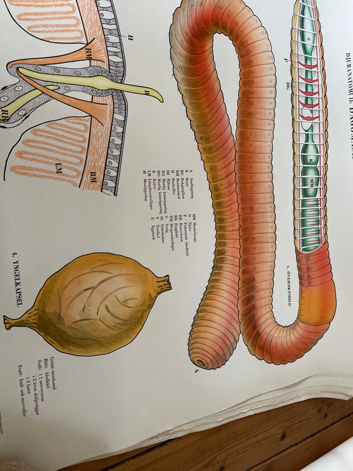 Litografi , b: 100cm h: 70cm