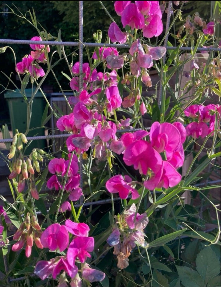 Frø af Lathyrus staude