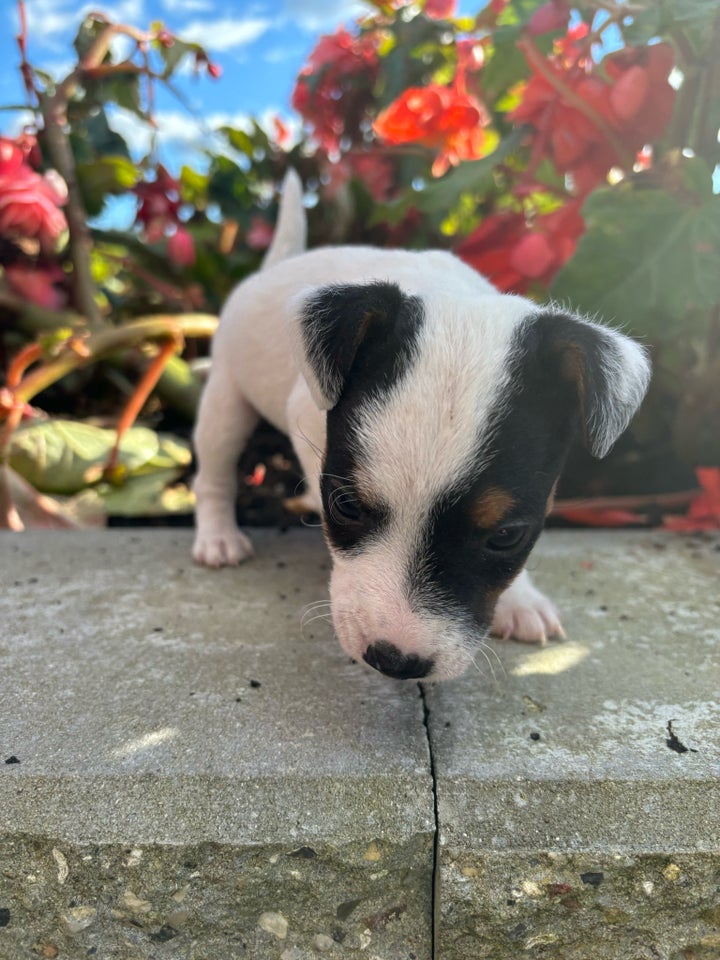 Jack russer terrie, hvalpe, 7 uger