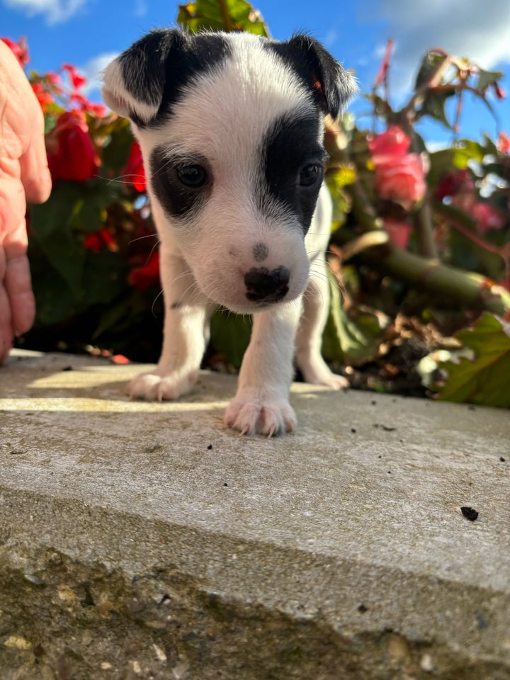 Jack russer terrie, hvalpe, 7 uger