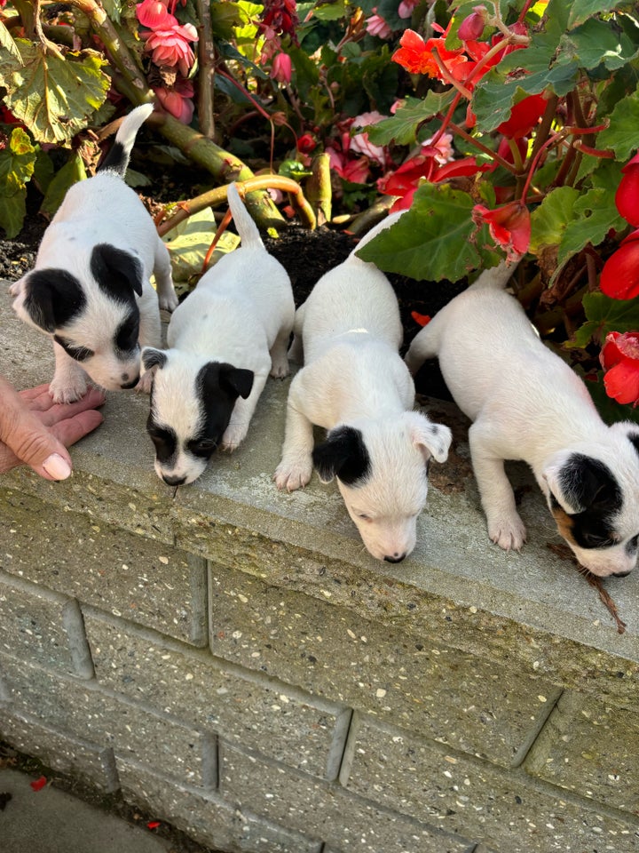 Jack russer terrie, hvalpe, 7 uger