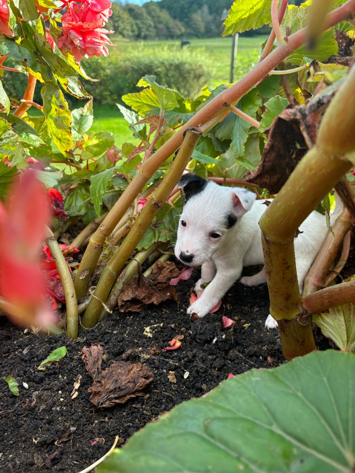 Jack russer terrie, hvalpe, 7 uger