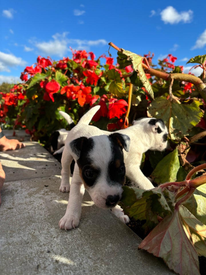 Jack russer terrie, hvalpe, 7 uger