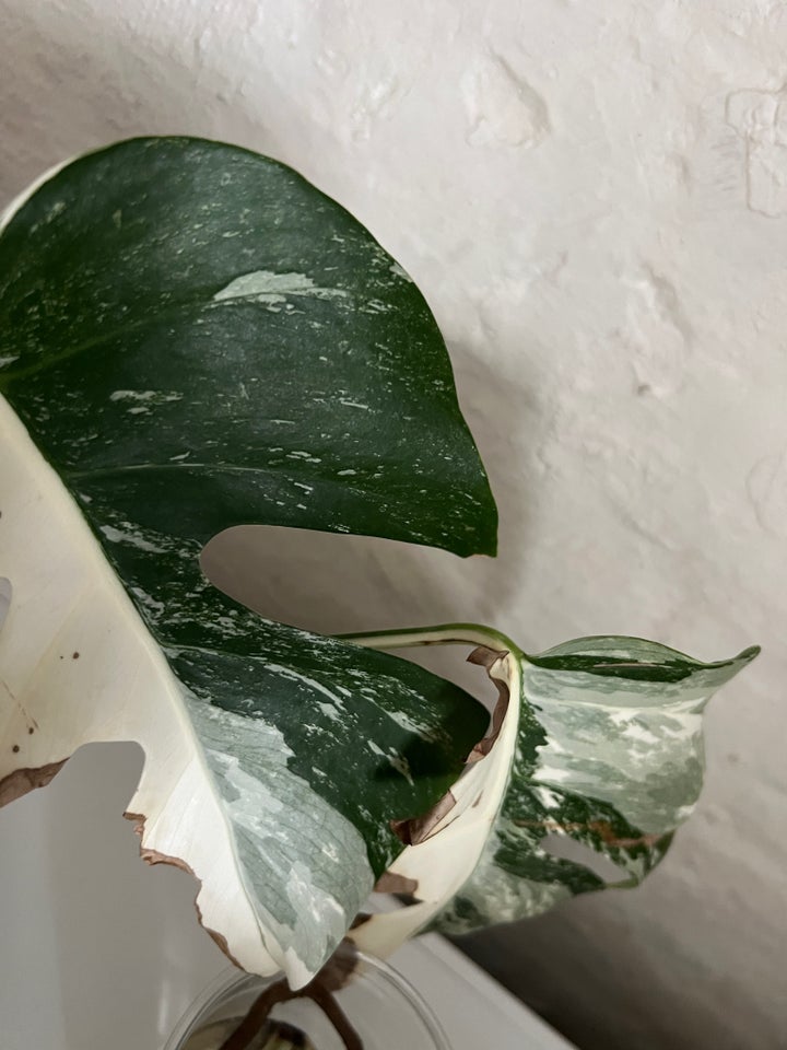 Monstera Deliciosa  Variegata