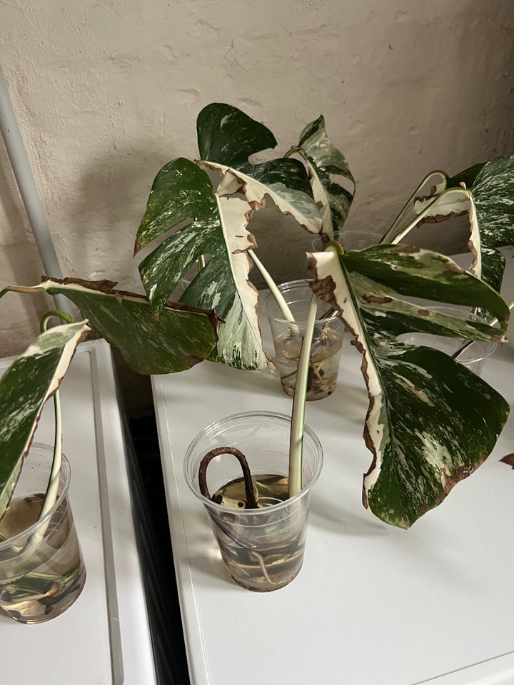 Monstera Deliciosa  Variegata