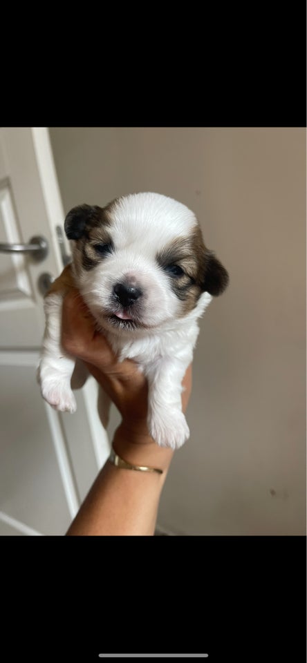 Shih tzu/malteser, hvalpe, 5 uger