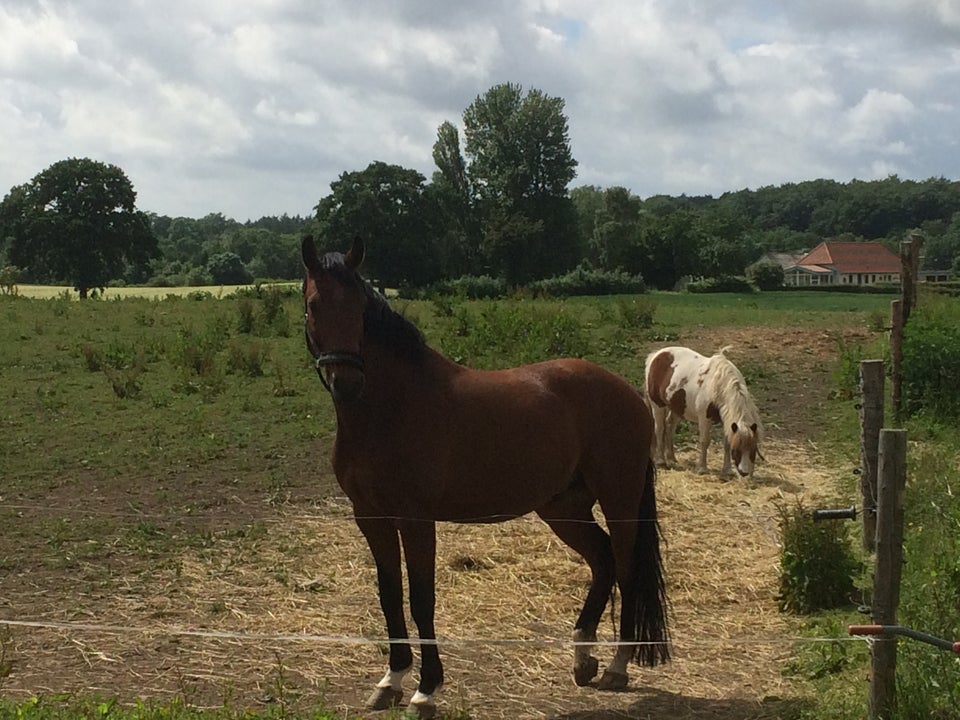 Dansk Varmblod vallak 17 år