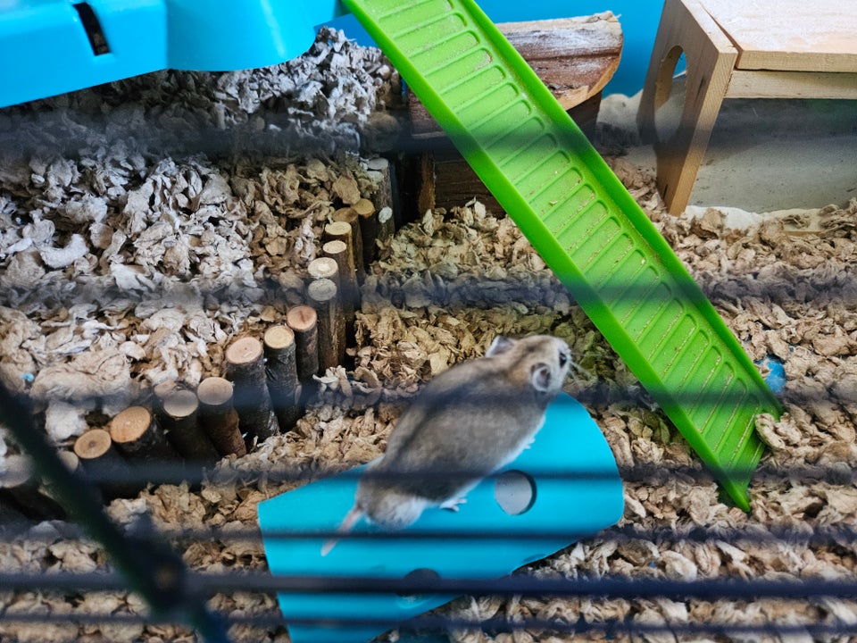 Hamster, Kinesisk hamster, 0 år