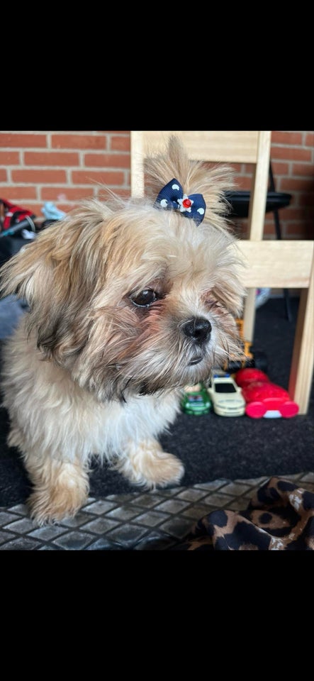 Shih-tzu , hvalpe, 4 mdr.