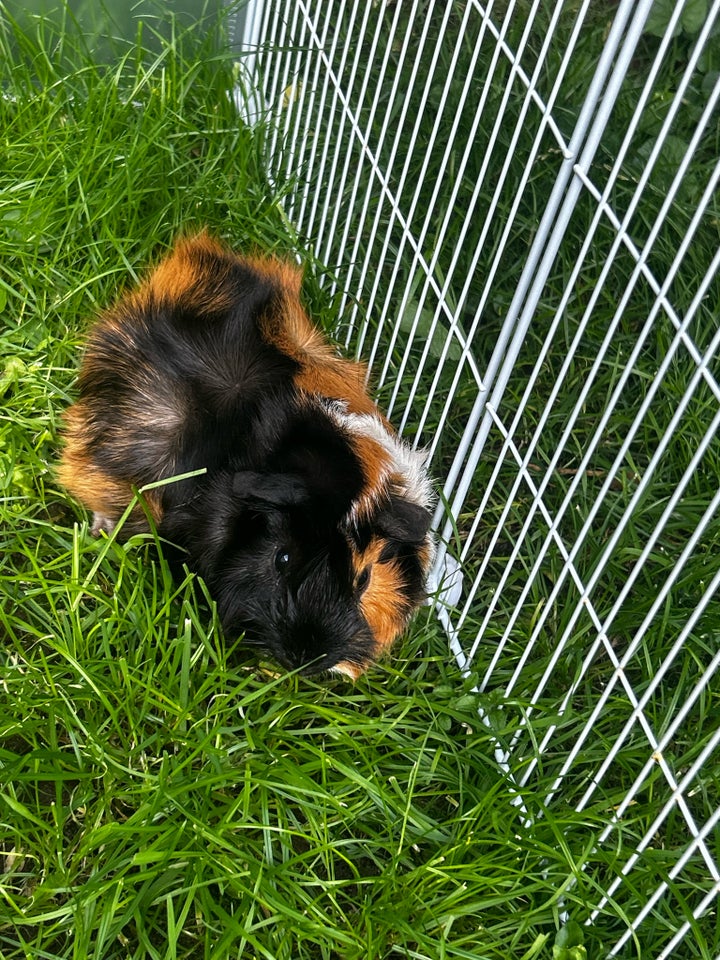 Marsvin Abyssinier blanding  0 år