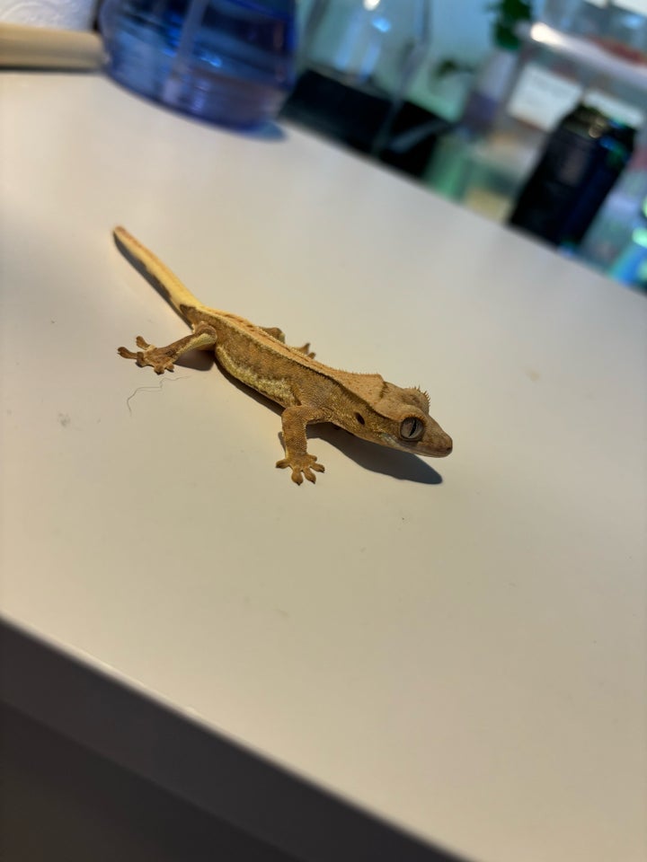 Gekko Kronegekko