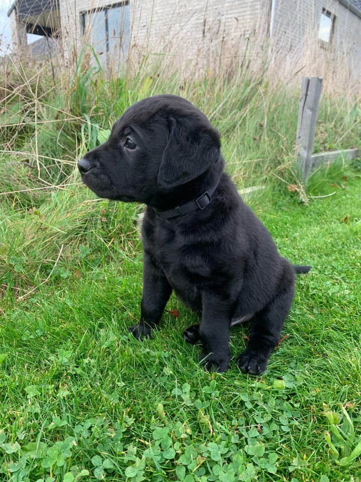 Labrador , hvalpe, 8 uger