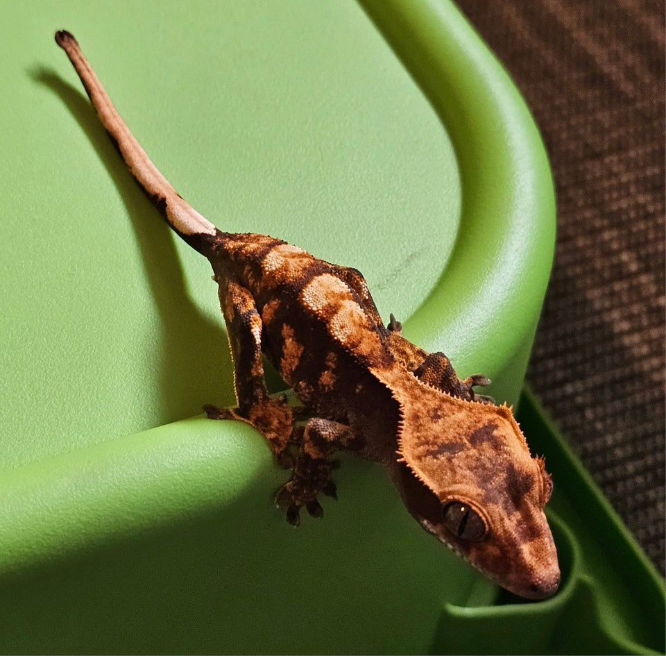 Gekko Kronegekko