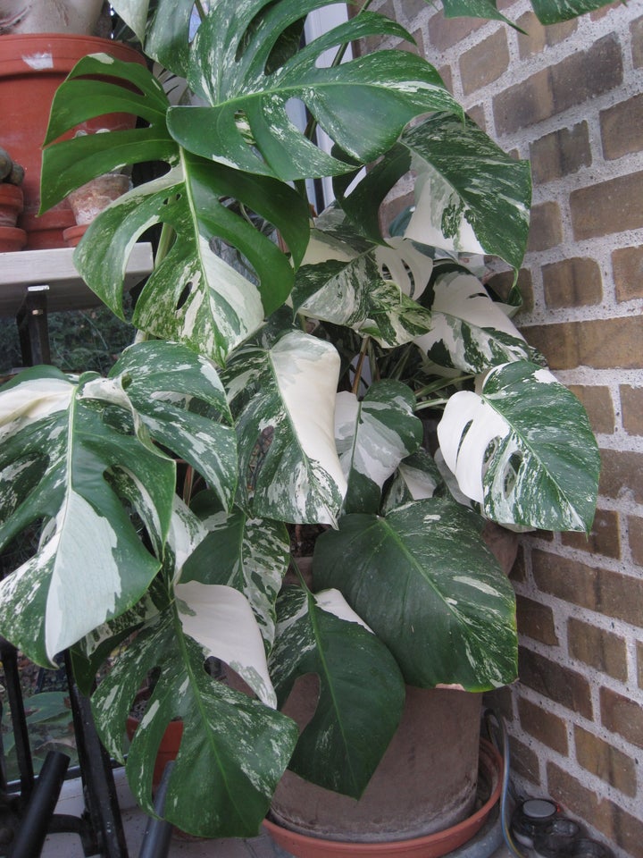 Monstera variegata,