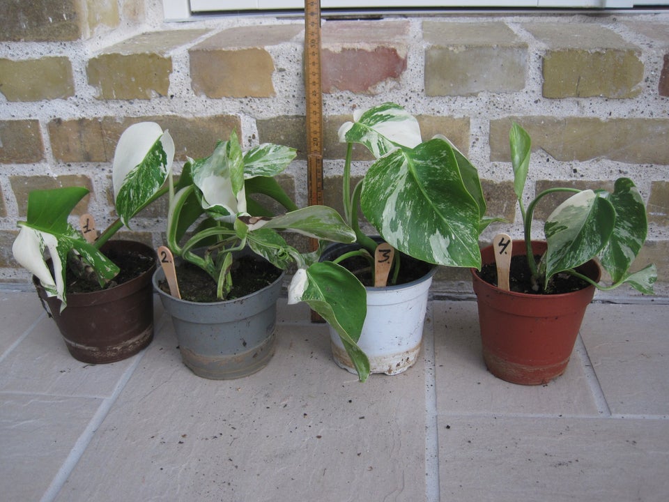 Monstera variegata,