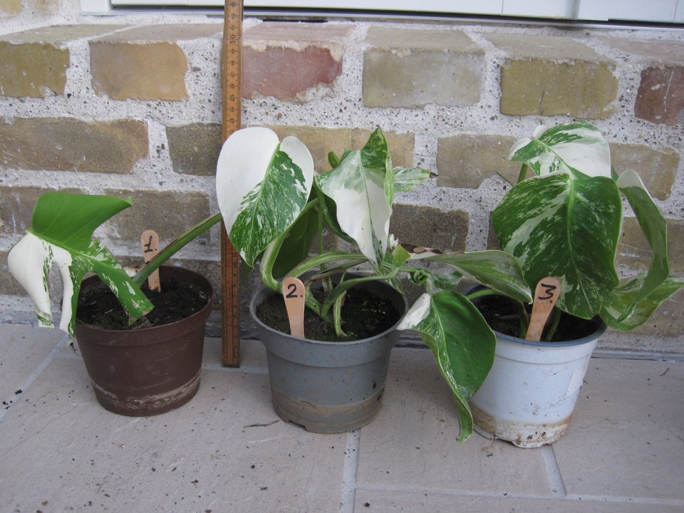 Monstera variegata,