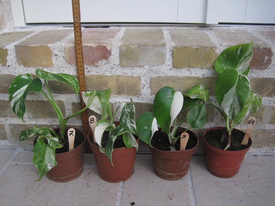 Monstera variegata,