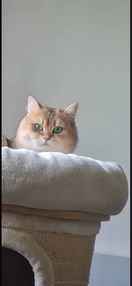 Hankat British shorthair 2 år