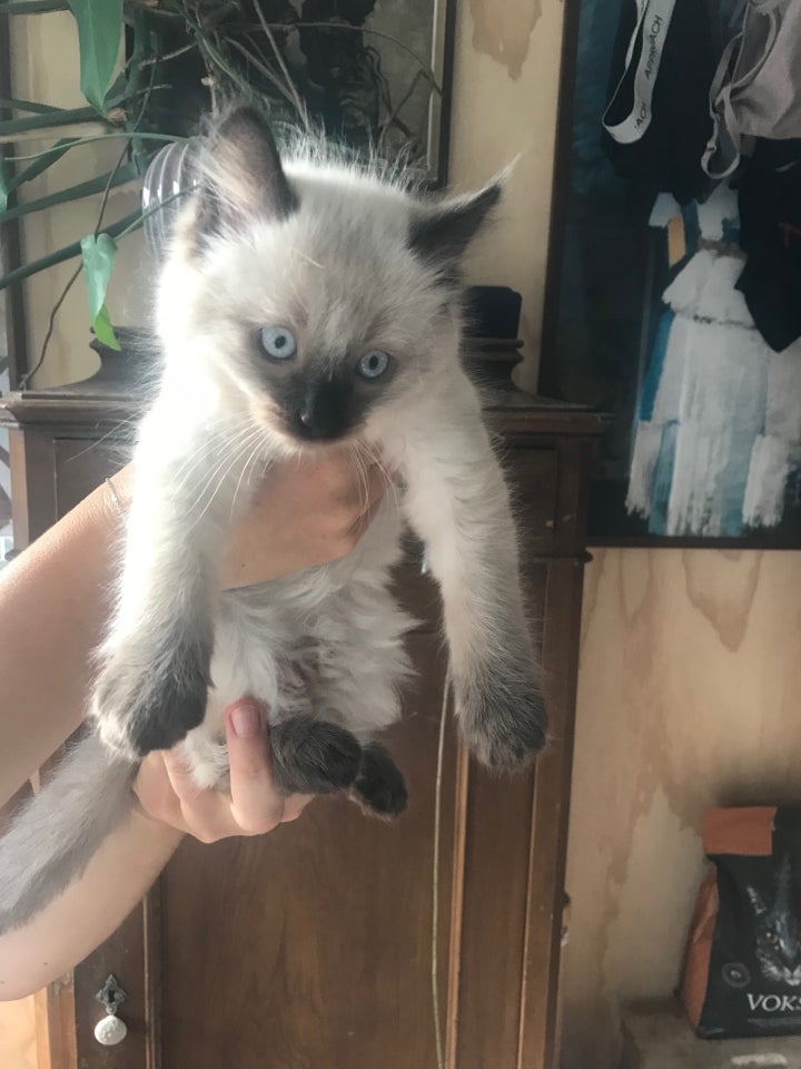 Killinger Ragdoll/norsk sk