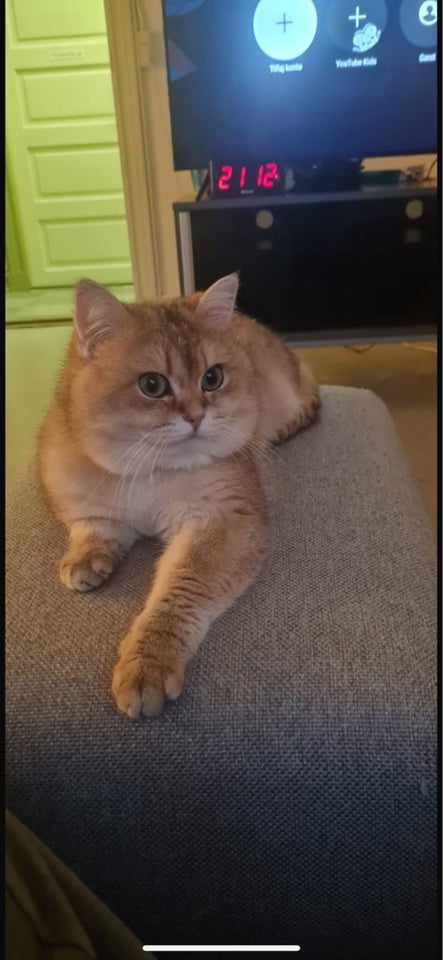 Hankat British shorthair 2 år