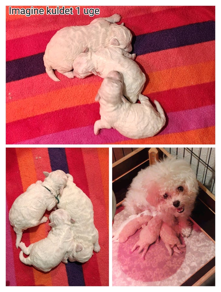 Bichon Frisé, hvalpe, 8 uger