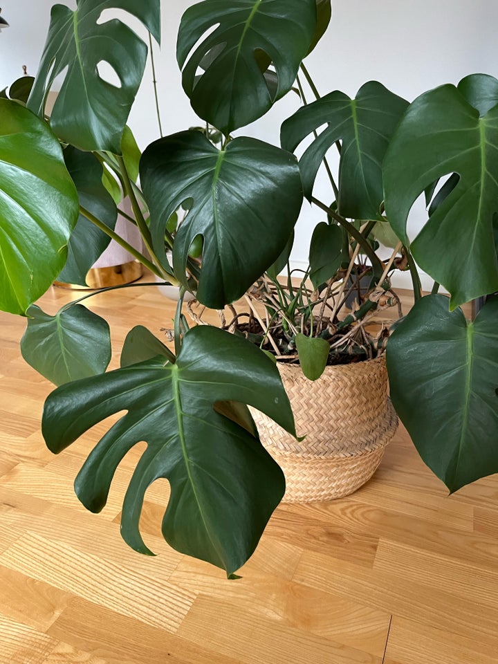 Monstera, Monstera