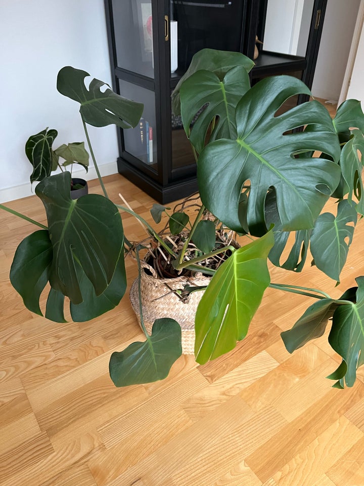 Monstera, Monstera