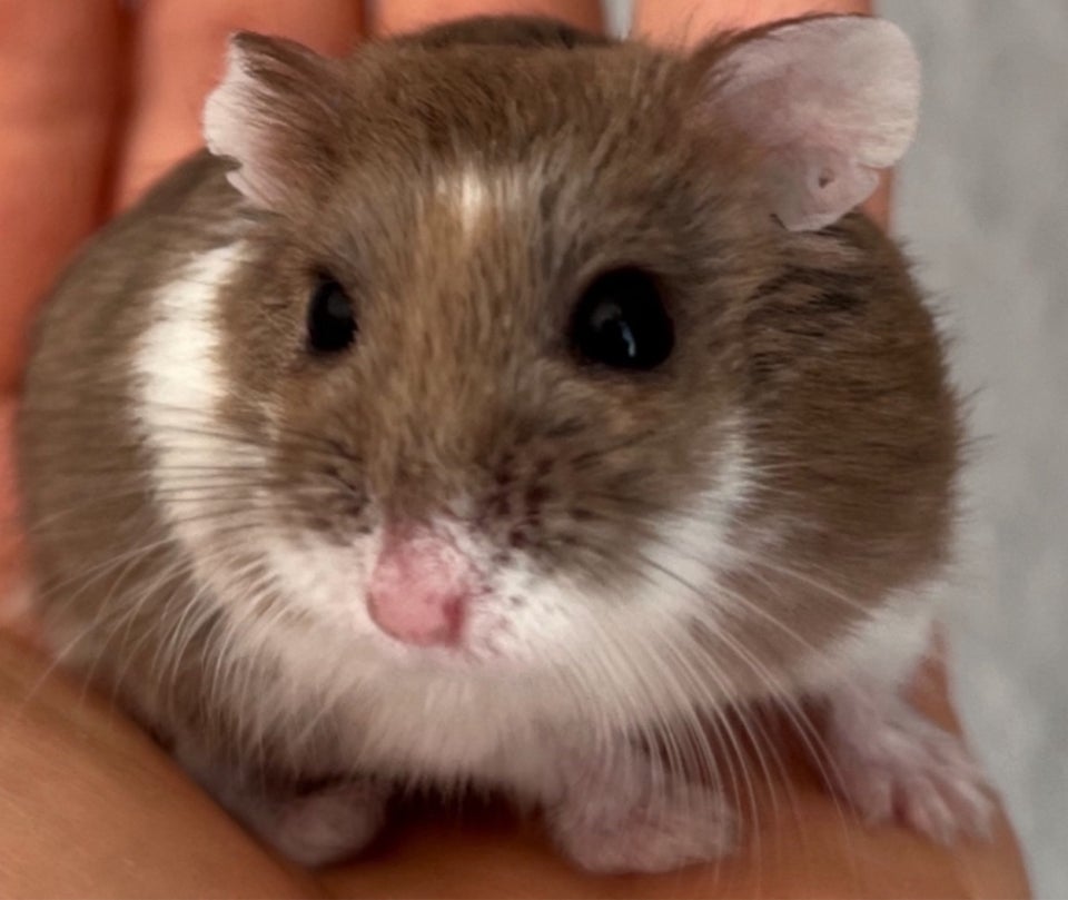 Hamster, Roborovski dværghamster