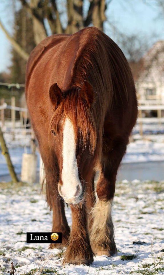 Tinker, hoppe, 5 år