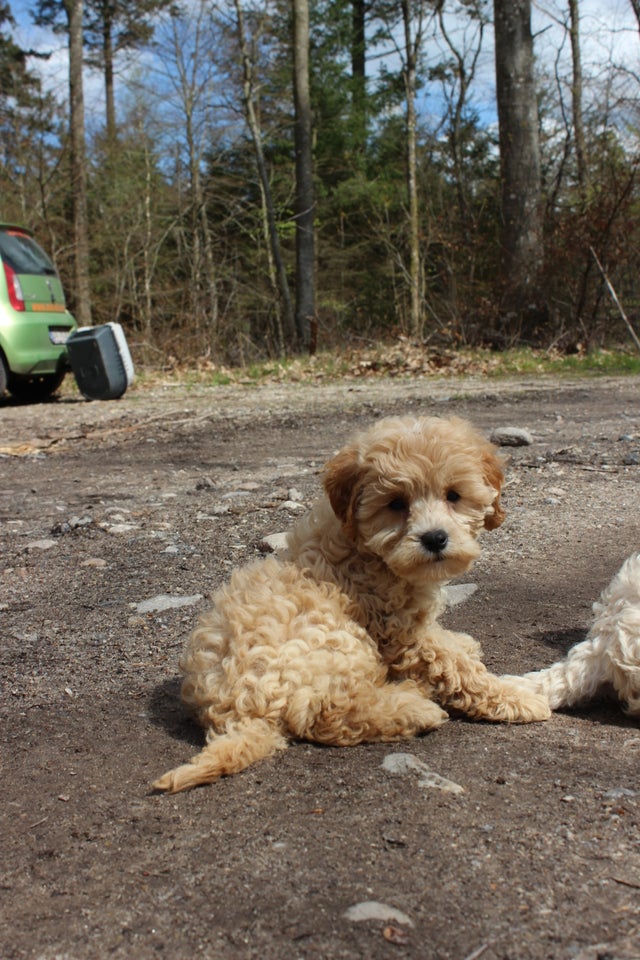 Cavapoo F1B hvalpe klar nu!