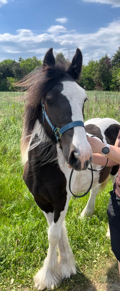 Tinker hingst 1 år