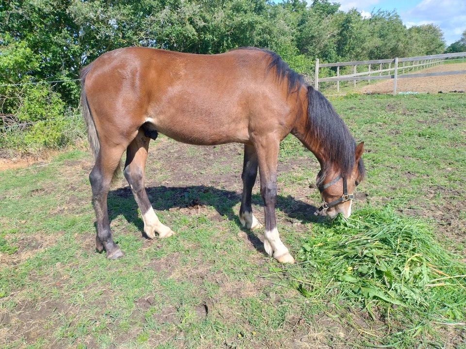 Welsh og Cob hingst 1 år