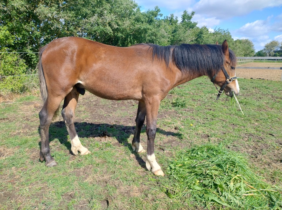 Welsh og Cob hingst 1 år