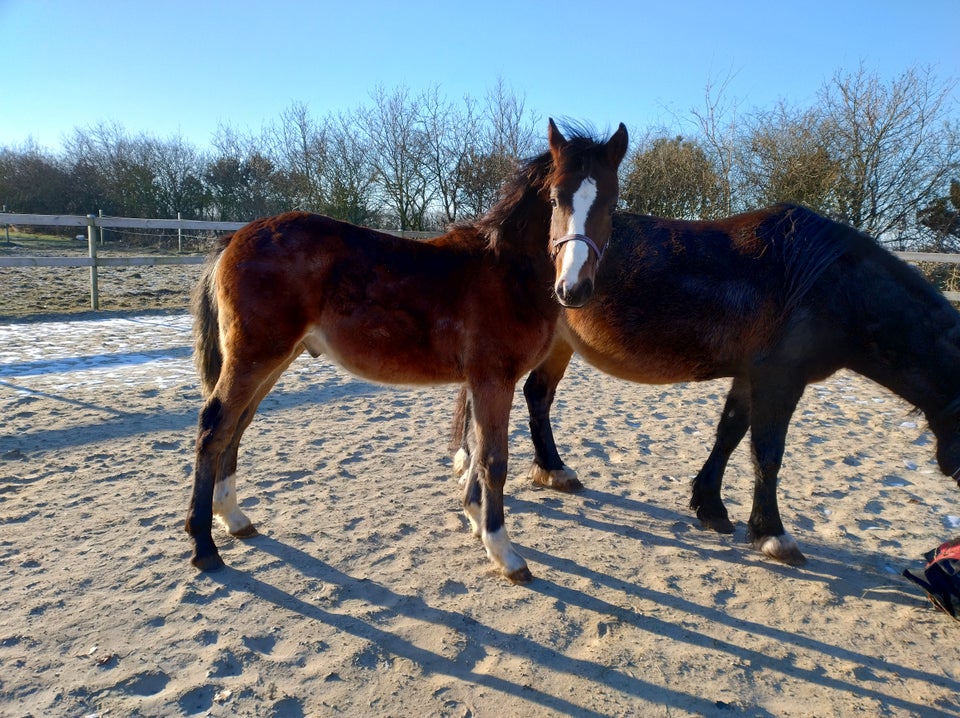 Welsh og Cob hingst 1 år