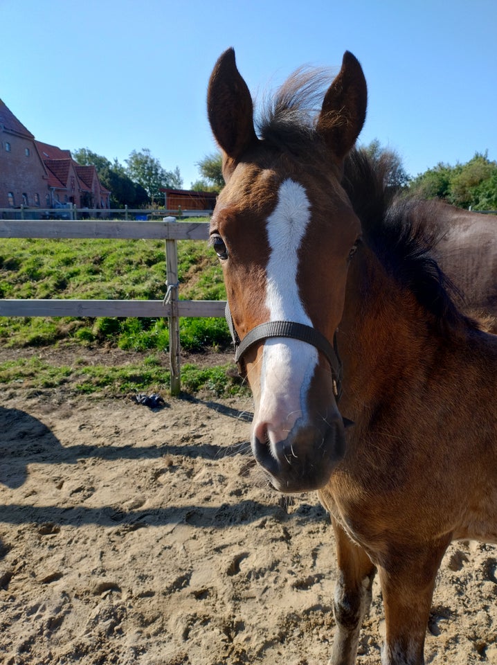 Welsh og Cob hingst 1 år