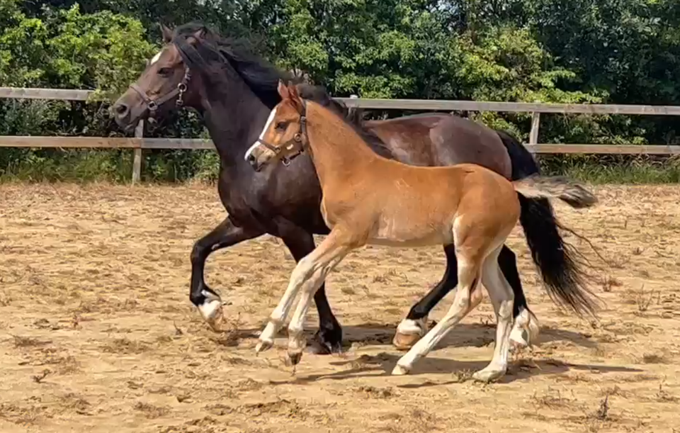 Welsh og Cob hingst 1 år