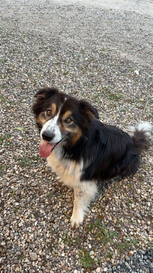 Australian Shepherd/Border