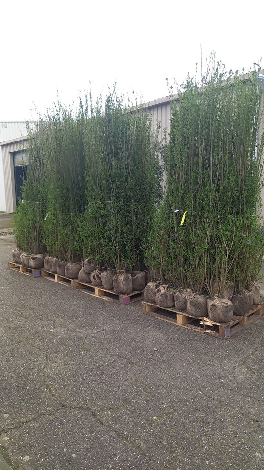 Ligustrum hæk