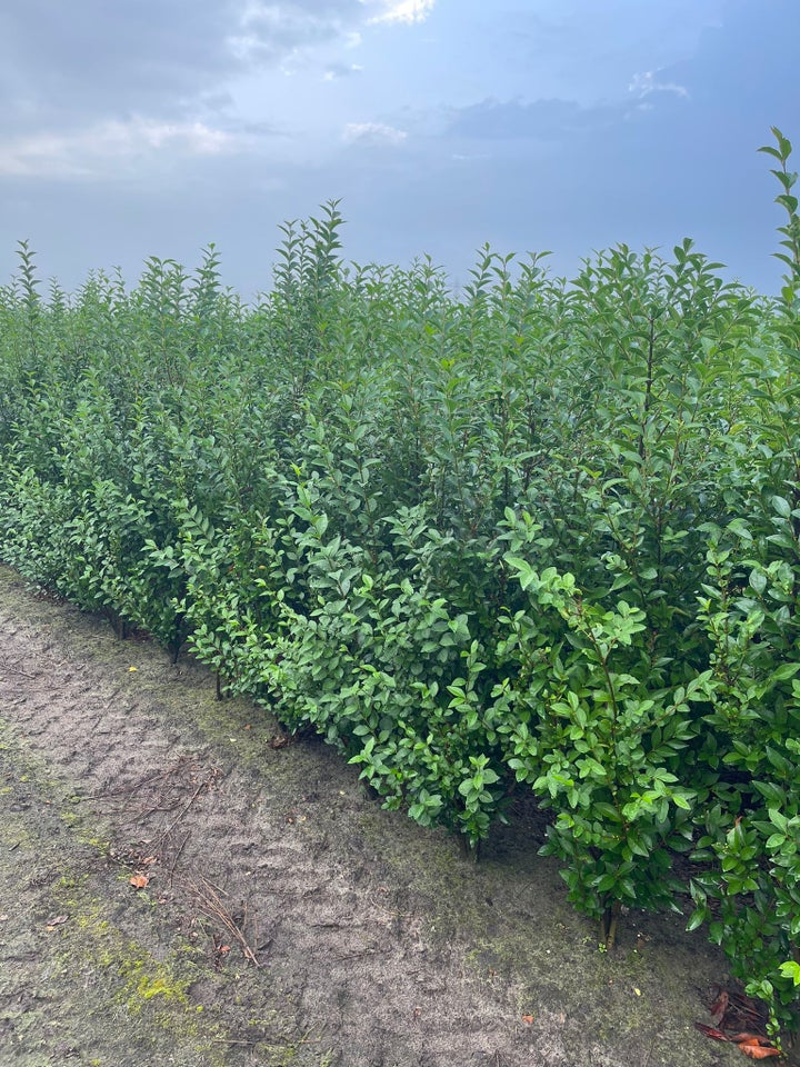 Ligustrum hæk