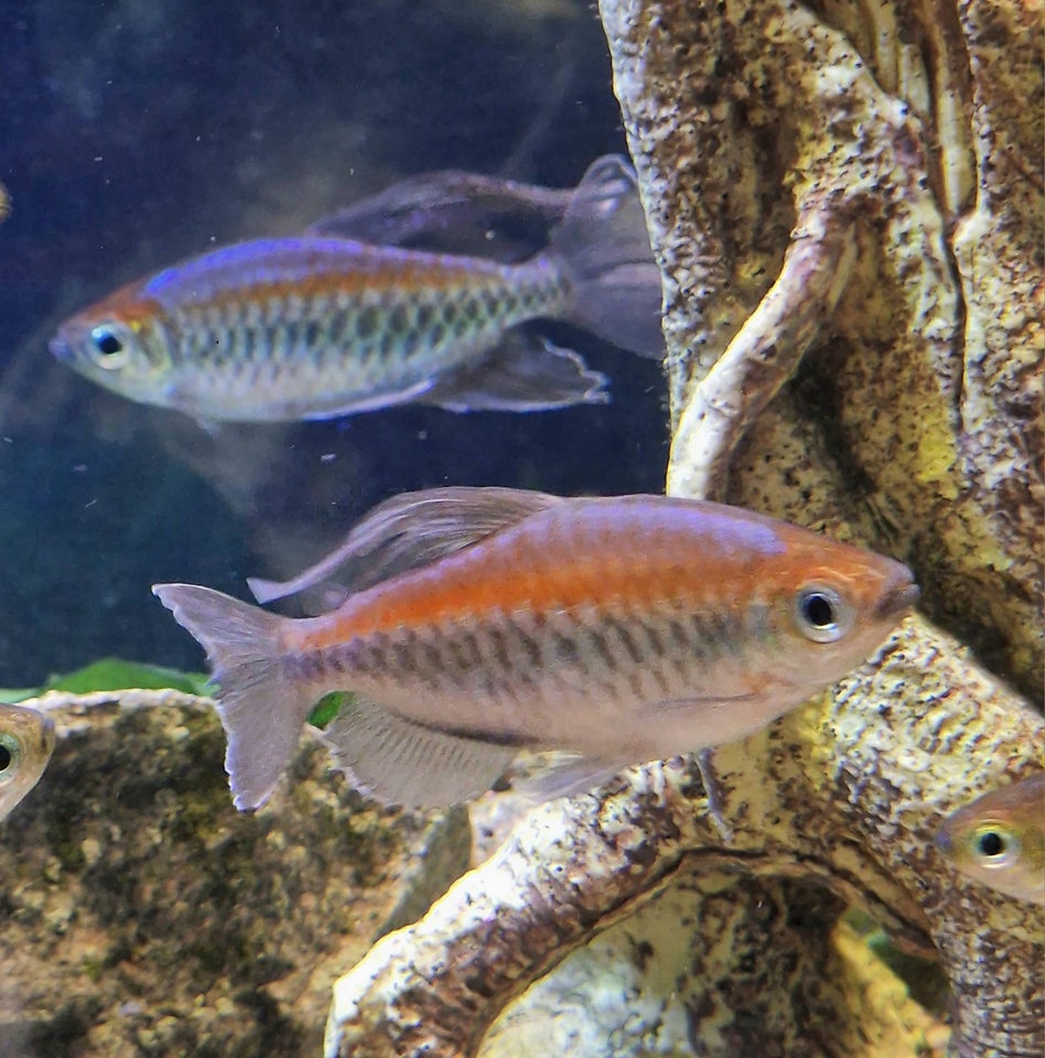 Congo tetra, 6 stk.