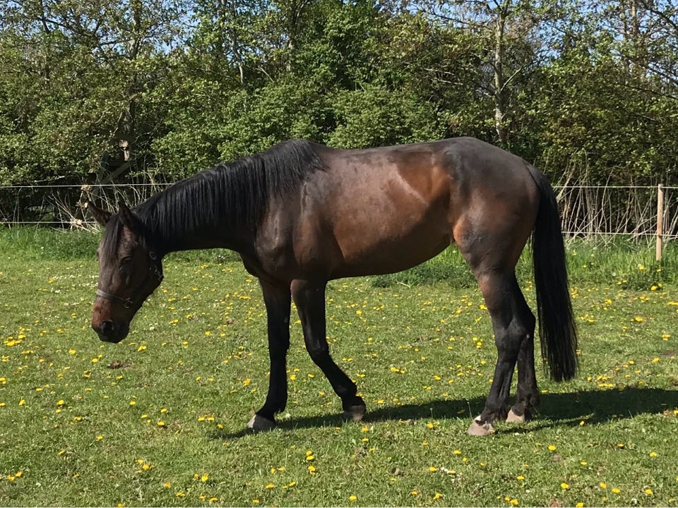 Traver, hoppe, 11 år