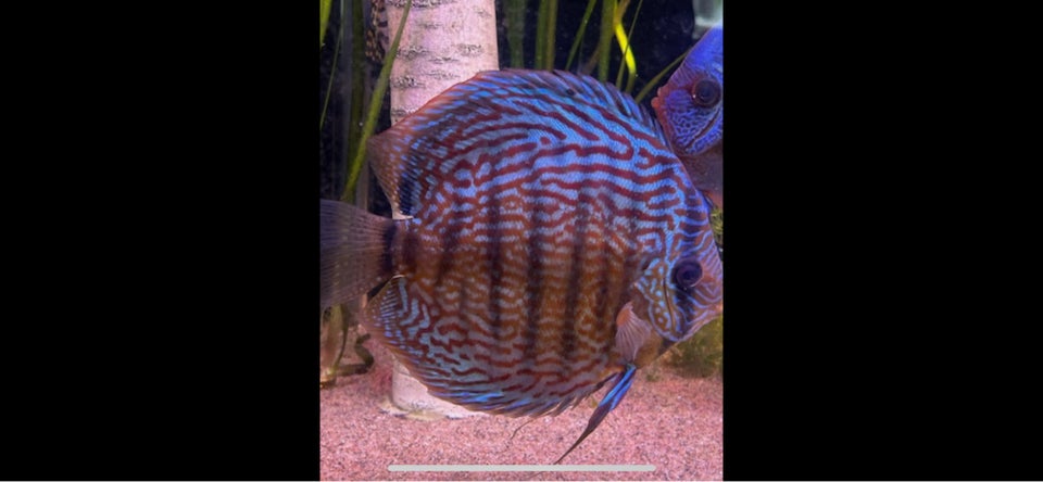 Discus, 4 stk.