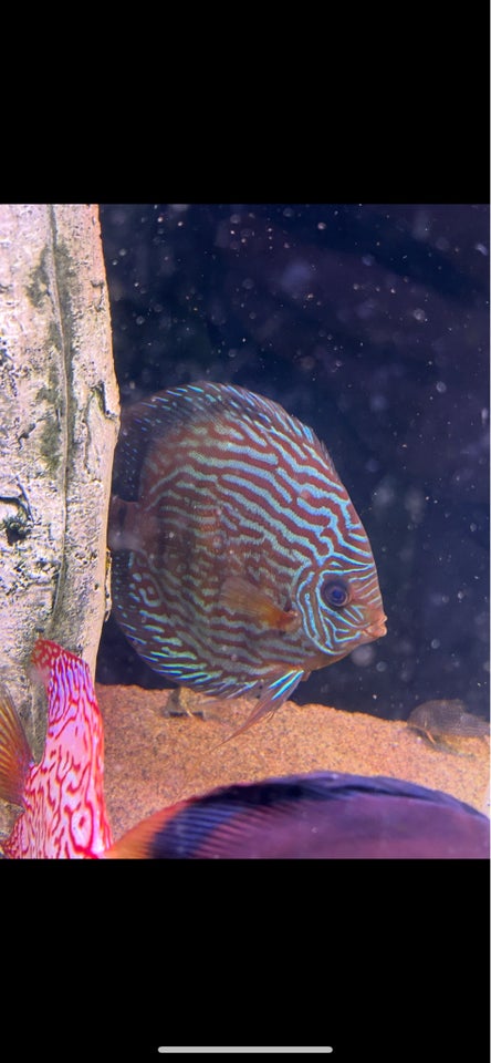 Discus, 4 stk.