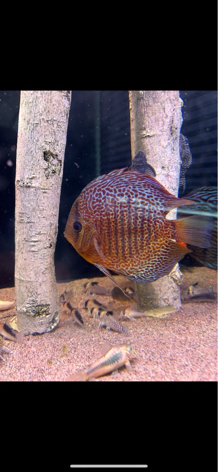 Discus, 4 stk.