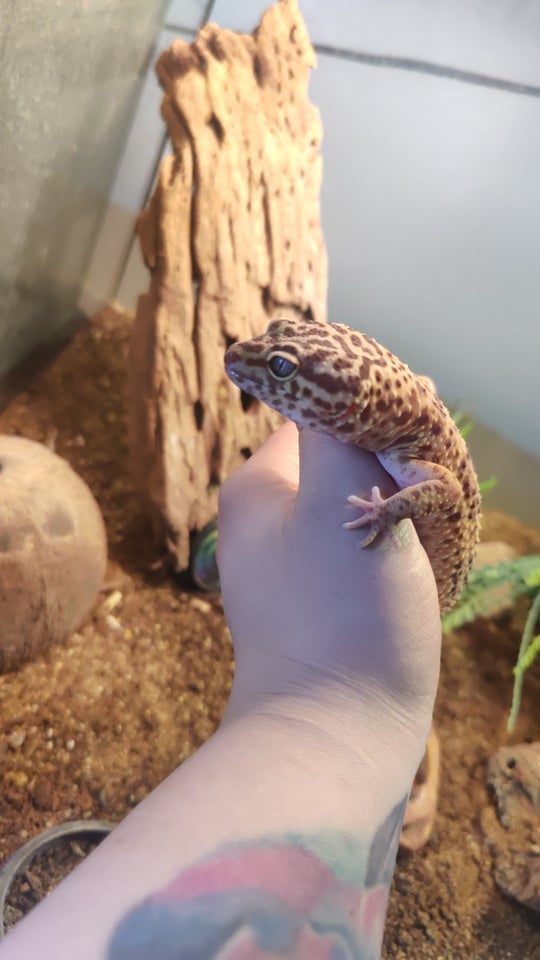 Gekko Leopard gekko