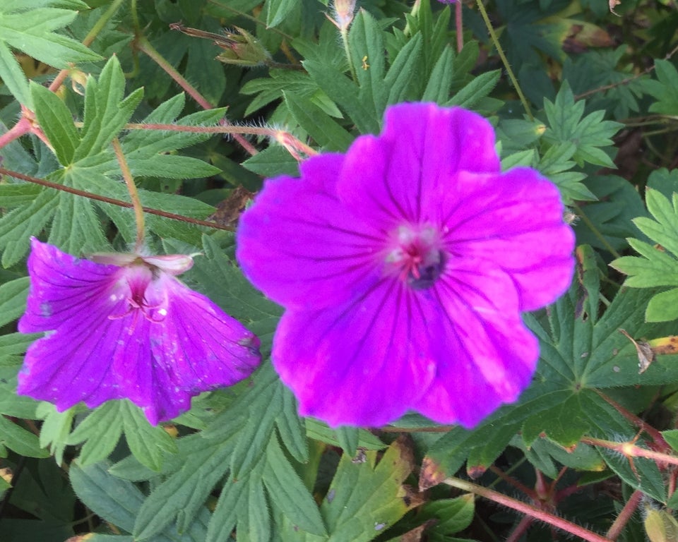 Geranium Tiny Monster , Storkenæb